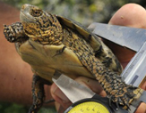 Southwestern Pond Turtle Research